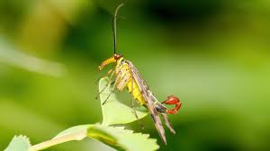 Attēlu rezultāti vaicājumam “Panorpa communis imago”