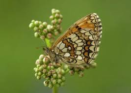 Attēlu rezultāti vaicājumam “Mellicta athalia”