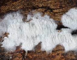 Attēlu rezultāti vaicājumam “Anomoporia bombycina”