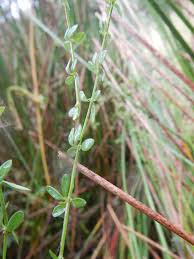 Attēlu rezultāti vaicājumam “Galium palustre leaf”