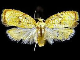 Attēlu rezultāti vaicājumam “Acleris forsskaleana”