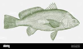 Image result for Aplodinotus grunniens