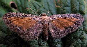 Attēlu rezultāti vaicājumam “Eupithecia icterata”