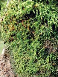 Attēlu rezultāti vaicājumam “Platydictya jungermannioides”