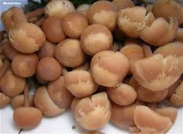 Attēlu rezultāti vaicājumam “Collybia acervata”