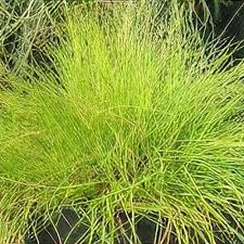 Attēlu rezultāti vaicājumam “Deschampsia flexuosa bud”