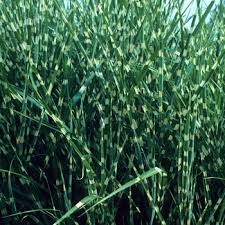 Image result for Miscanthus sinensis Zebrina