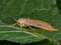 Attēlu rezultāti vaicājumam “Watsonalla binaria”