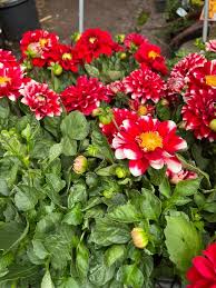 Image result for Dahlia x pinnata `Redskin`