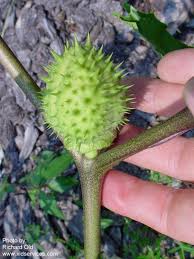 Image result for Datura stramonium