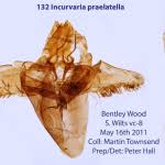 Attēlu rezultāti vaicājumam “Incurvaria praelatella”