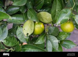 Attēlu rezultāti vaicājumam “Juglans x sinensis leaf”