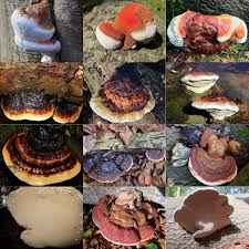 Attēlu rezultāti vaicājumam “Fomitopsis pinicola”