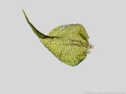 Attēlu rezultāti vaicājumam “Campylophyllum sommerfeltii”