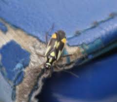 Attēlu rezultāti vaicājumam “Dryophilocoris flavoquadrimaculatus imago”