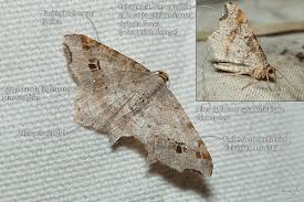 Attēlu rezultāti vaicājumam “Macaria alternata”