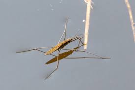 Attēlu rezultāti vaicājumam “Aquarius najas”