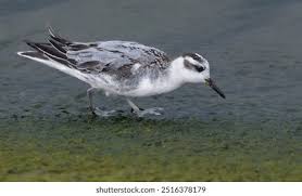 Attēlu rezultāti vaicājumam “Phalaropus fulicarius”