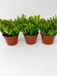Image result for Crassula hobbit
