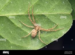 Attēlu rezultāti vaicājumam “Philodromus margaritatus”