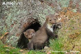 Attēlu rezultāti vaicājumam “Martes foina”