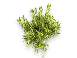 Image result for Rosmarin