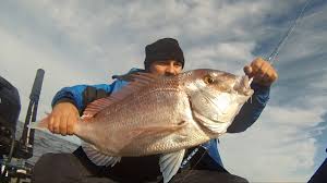 Image result for Pagrus