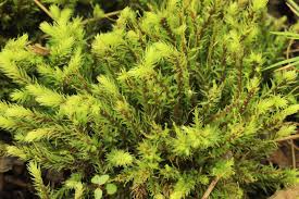 Attēlu rezultāti vaicājumam “Sphagnum rubellum”