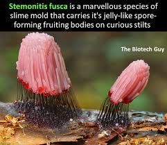 Attēlu rezultāti vaicājumam “Stemonitis fusca”