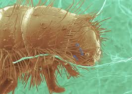 Attēlu rezultāti vaicājumam “Anthrenus sp. larva”