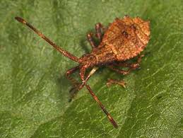 Attēlu rezultāti vaicājumam “Coreus marginatus nymph”