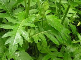 Attēlu rezultāti vaicājumam “Cirsium oleraceum”