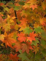 Image result for Acer palmatum `Orange Dream`