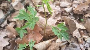Attēlu rezultāti vaicājumam “Corydalis cava leaf”
