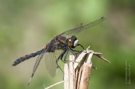 Attēlu rezultāti vaicājumam “Leucorrhinia rubicunda”