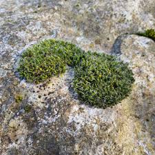 Attēlu rezultāti vaicājumam “Grimmia pulvinata sporophyte”