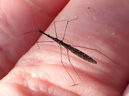 Attēlu rezultāti vaicājumam “Syrphus sp. imago”