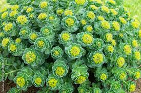 Attēlu rezultāti vaicājumam “Rhodiola rosea flower”