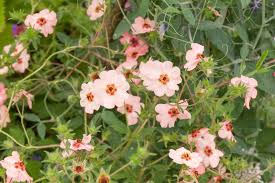 Attēlu rezultāti vaicājumam “Potentilla supina flower”