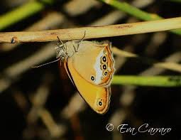 Attēlu rezultāti vaicājumam “Coenonympha arcania underside”