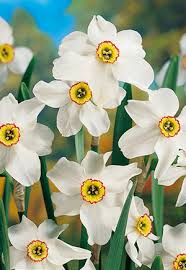 Attēlu rezultāti vaicājumam “Narcissus poeticus”