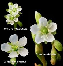 Attēlu rezultāti vaicājumam “Drosera rotundifolia flower”