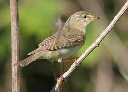 Attēlu rezultāti vaicājumam “Phylloscopus trochilus”