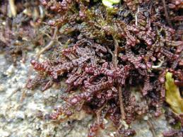 Attēlu rezultāti vaicājumam “Frullania tamarisci”