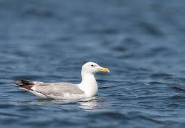 Image result for Larus cachinnans