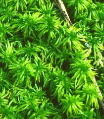 Attēlu rezultāti vaicājumam “Sphagnum riparium”