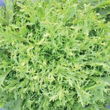 Attēlu rezultāti vaicājumam “Enteridium liceoides”