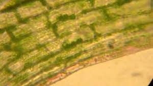 「水蘊草」的圖片搜尋結果