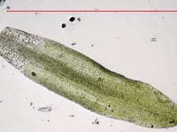 Attēlu rezultāti vaicājumam “Gyroweisia tenuis”