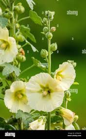 Image result for Alcea rugosa
